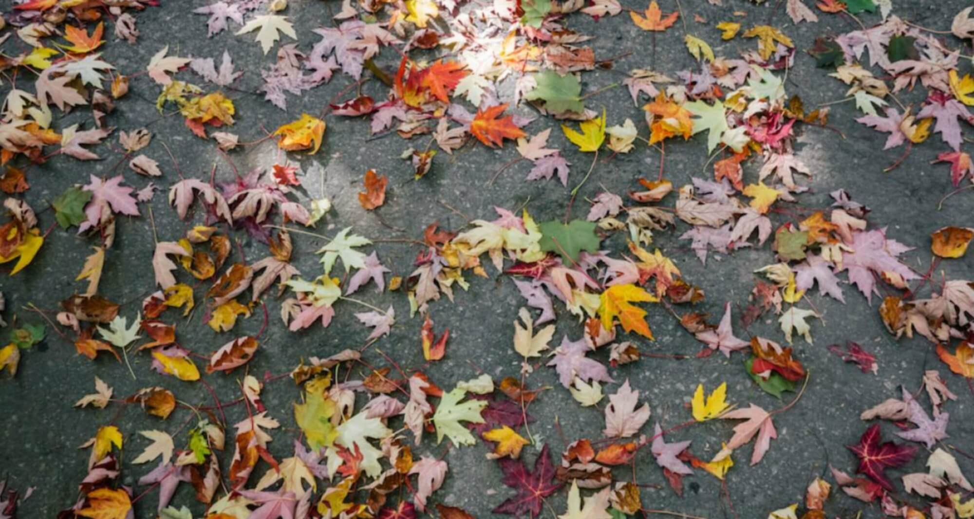 Renting vs. Buying in Caulfield